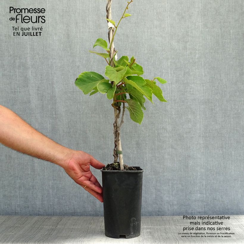 Exemplaar van Kiwi - Actinidia chinensis Solo Pot van 3 l/4 l zoals geleverd in de zomer