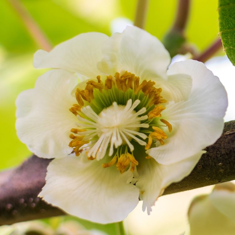 Kiwi - Actinidia chinensis Solo (Bloei)