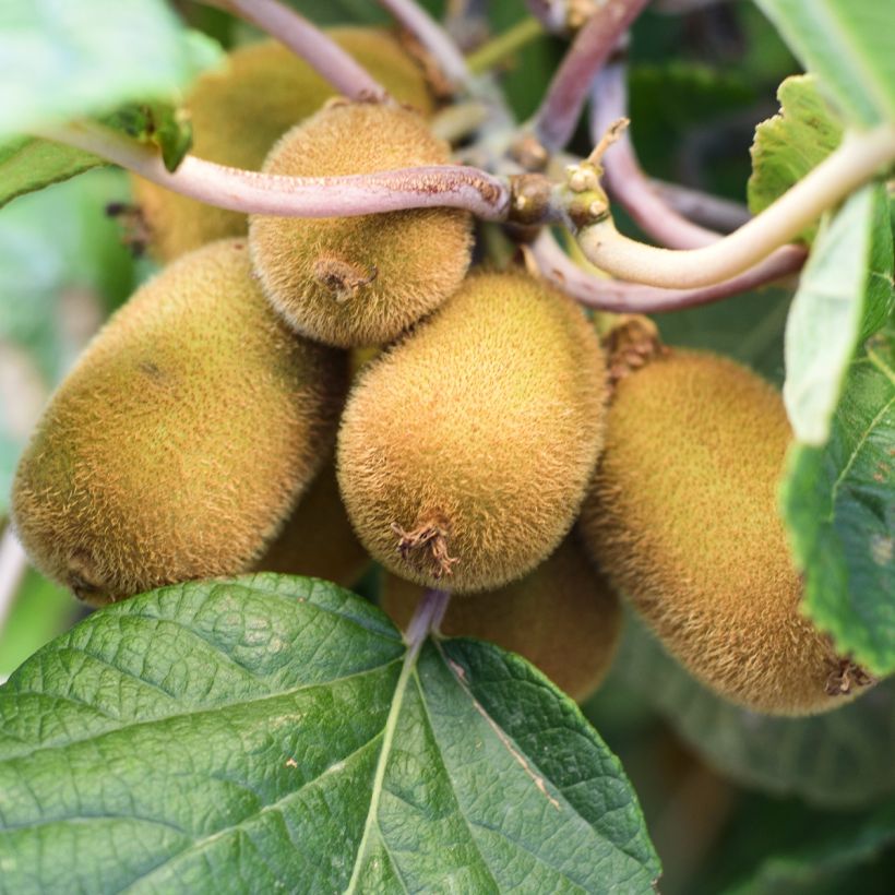 Kiwi - Actinidia chinensis Solo (Oogst)