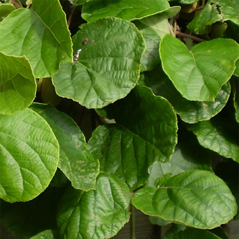 Kiwi - Actinidia chinensis Golden Delight (mannelijk) (Blad)