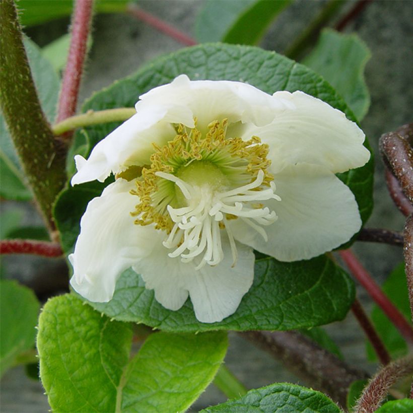 Kiwi - Actinidia chinensis Golden Delight (mannelijk) (Bloei)