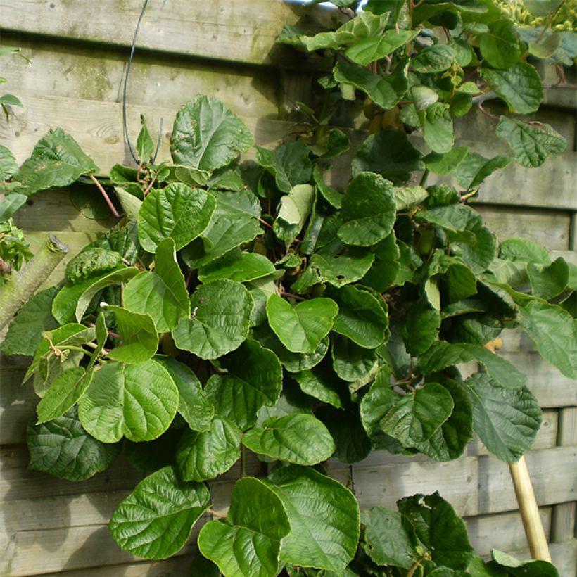 Kiwi - Actinidia chinensis Golden Delight (mannelijk) (Groeiplaats)