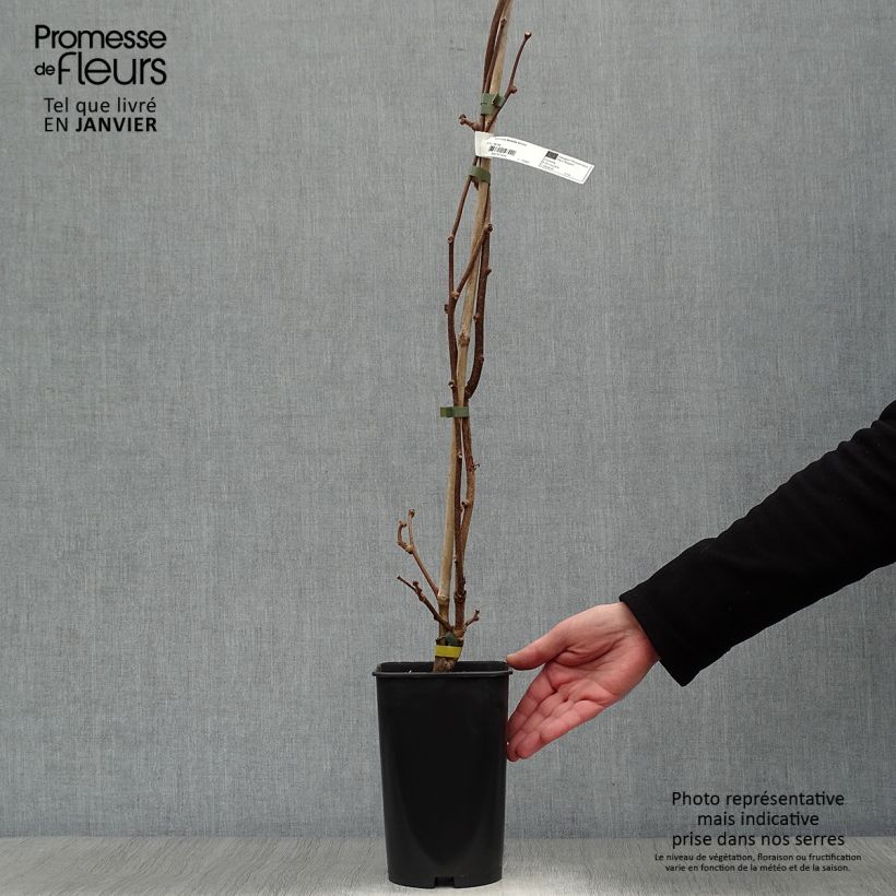 Exemplaar van Kiwi - Actinidia chinensis Bruno Pot van 1,5 l/2 l zoals geleverd in de winter