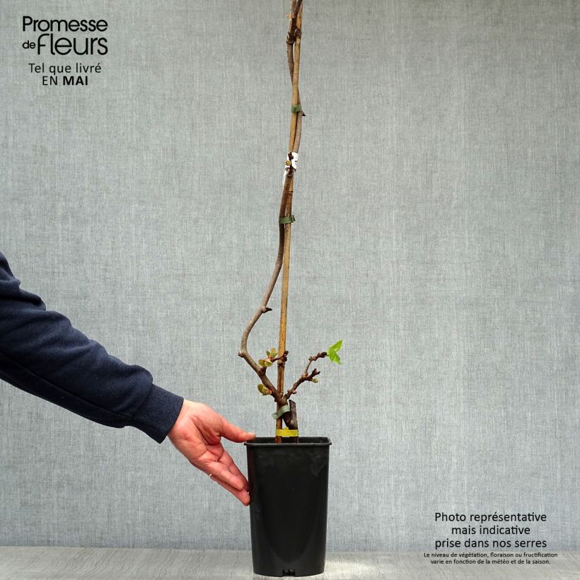 Exemplaar van Kiwi - Actinidia chinensis Bruno Pot van 1,5 l/2 l zoals geleverd in de lente