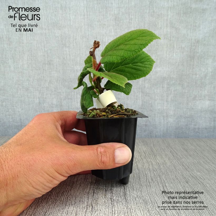 Exemplaar van Kiwi - Actinidia deliciosa Monty (vrouwelijk) Kweekpotje van 8/9 cm zoals geleverd in de lente