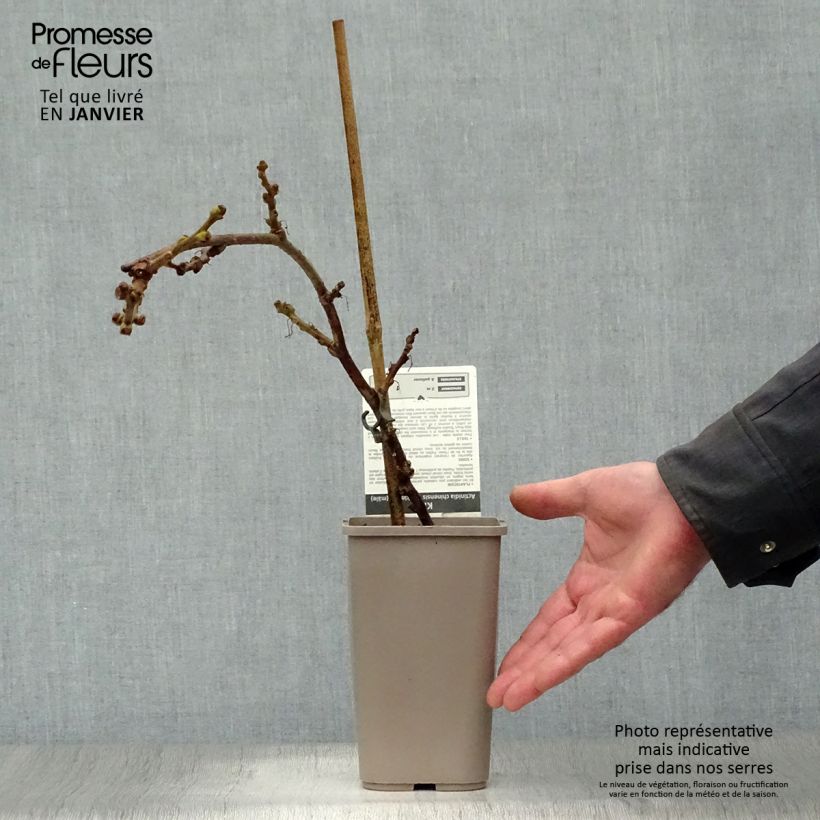 Exemplaar van Gele kiwi - Actinidia chinensis Minkimale Pot van 1,5 l/2 l zoals geleverd in de winter