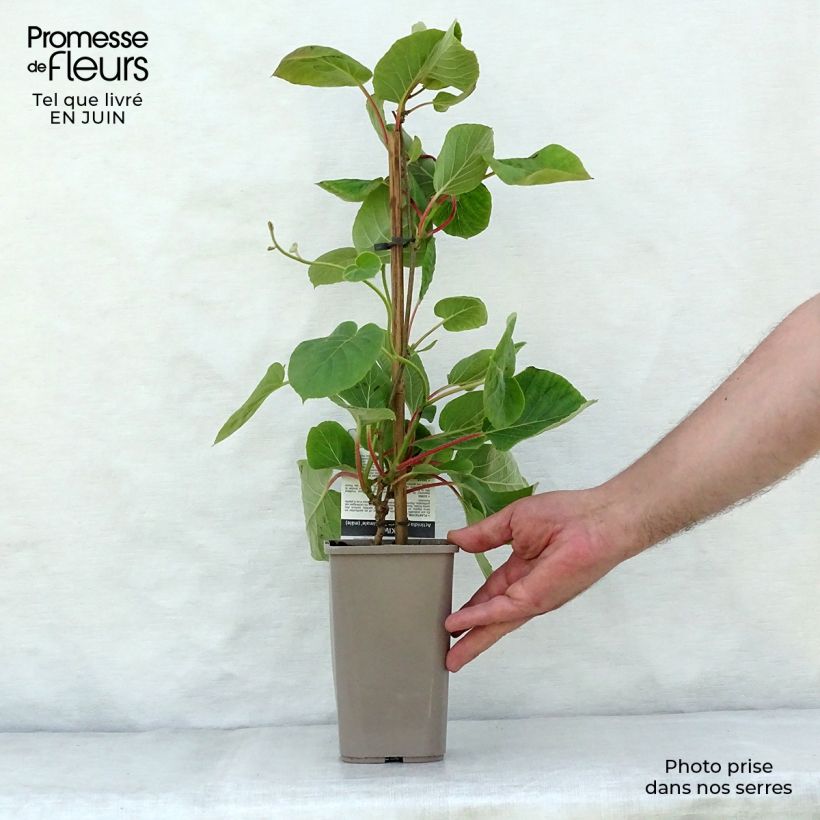 Exemplaar van Gele kiwi - Actinidia chinensis Minkimale Pot van 1,5 l/2 l zoals geleverd in de zomer