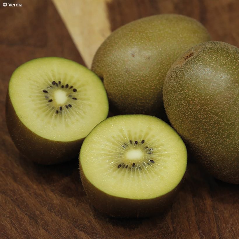 Gele kiwi - Actinidia deliciosa KiwHappy (Oogst)