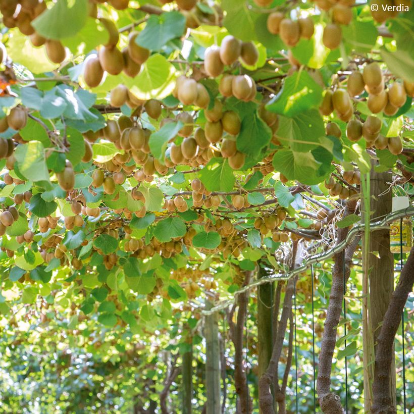 Gele kiwi - Actinidia deliciosa KiwHappy (Groeiplaats)