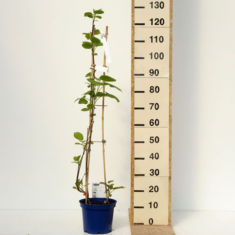 Exemplaar van Gele kiwi - Actinidia deliciosa KiwHappy - mannelijke en vrouwelijke plant in één pot Pot van 4 l/5 l zoals geleverd in de lente