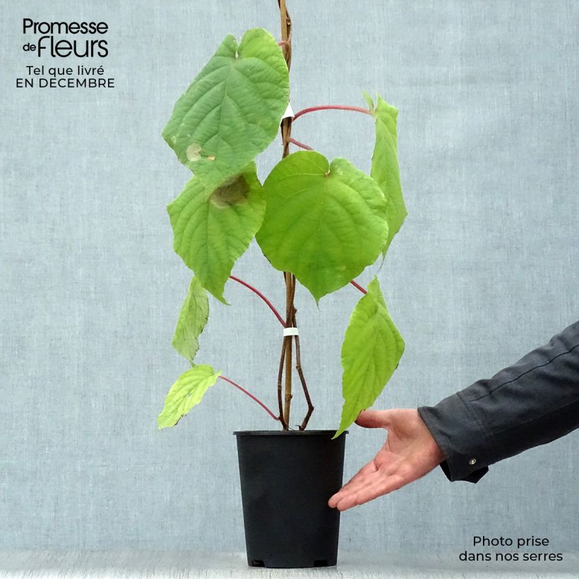 Exemplaar van Kiwi - Actinidia deliciosa Belen (mannelijk) Pot van 2 l/3 l zoals geleverd in de winter