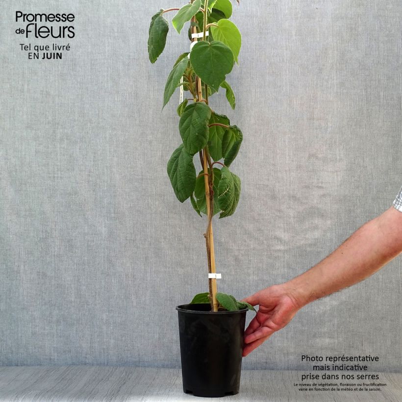 Exemplaar van Kiwi - Actinidia deliciosa Belen (mannelijk) Pot van 2 l/3 l zoals geleverd in de zomer
