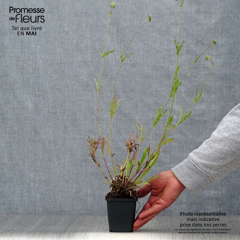 Exemplaar van Knautia arvensis - Beemdkroon Kweekpotje van 8/9 cm zoals geleverd in de lente