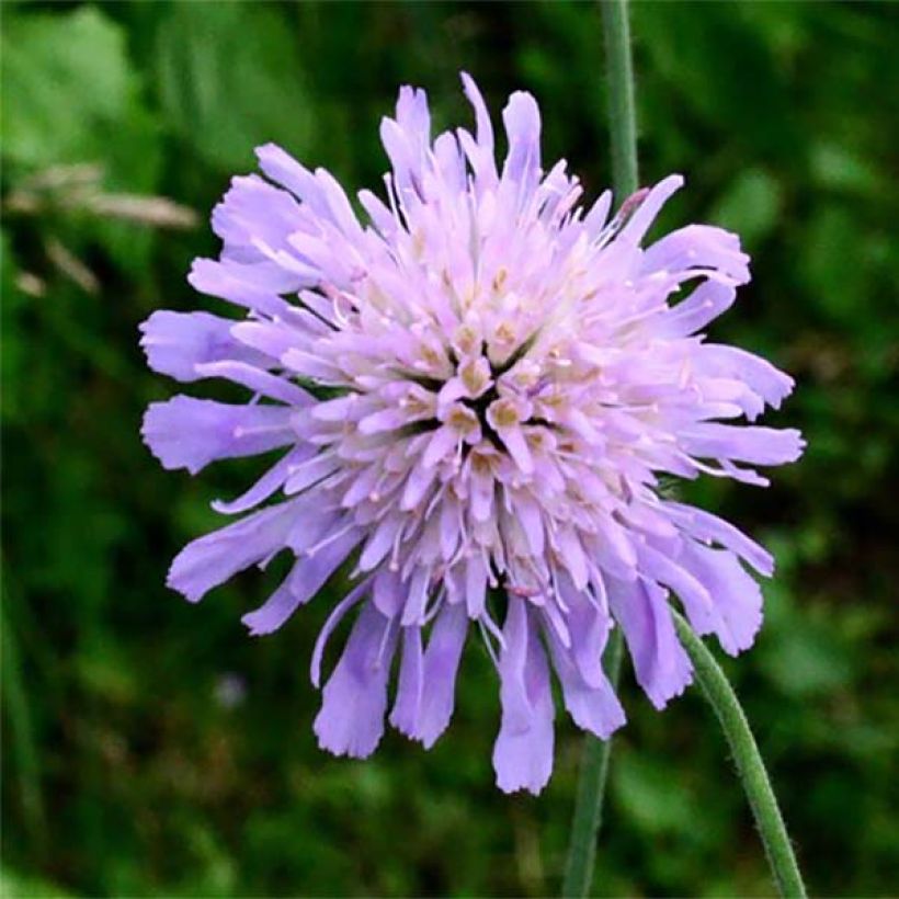 Knautia longifolia - Beemdkroon (Bloei)