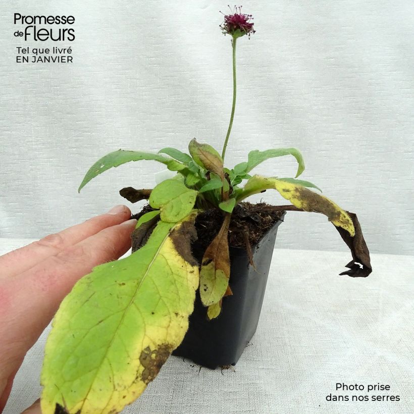 Example of Knautia macedonica Mars Midget - Petite scabieuse Kweekpotje van 8/9 cm as you get in hiver