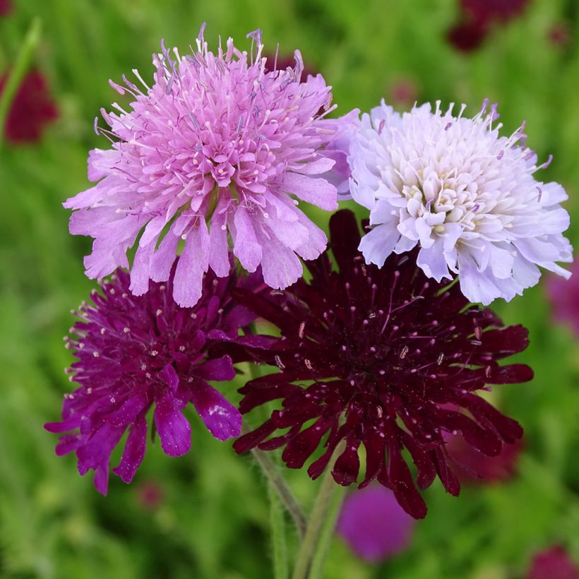 Knautia macedonica Melton Pastels (zaad) - Beemdkroon (Flowering)