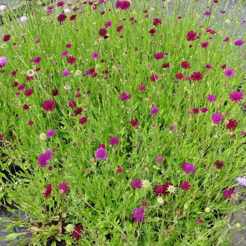 Knautia macedonica Melton Pastels (zaad) - Beemdkroon (Plant habit)