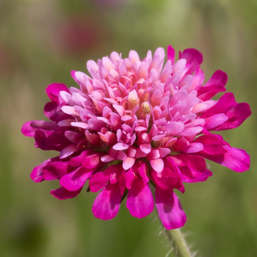 Knautia macedonica Melton Pastels - Beemdkroon (Bloei)