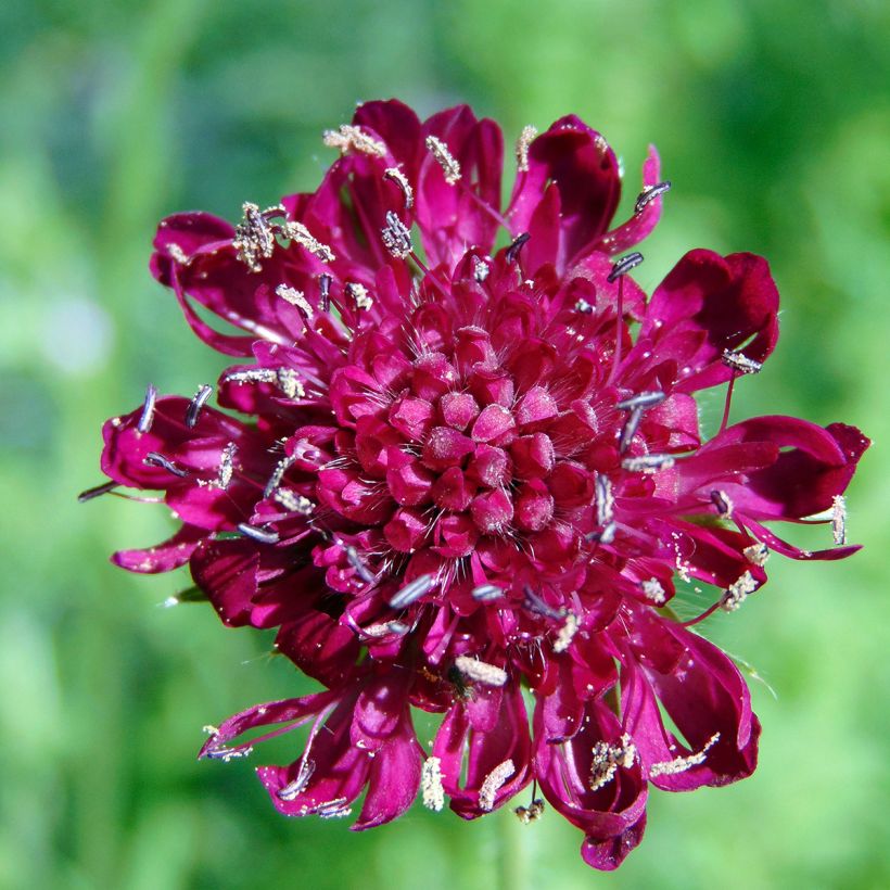Knautia macedonica - Beemdkroon (Flowering)
