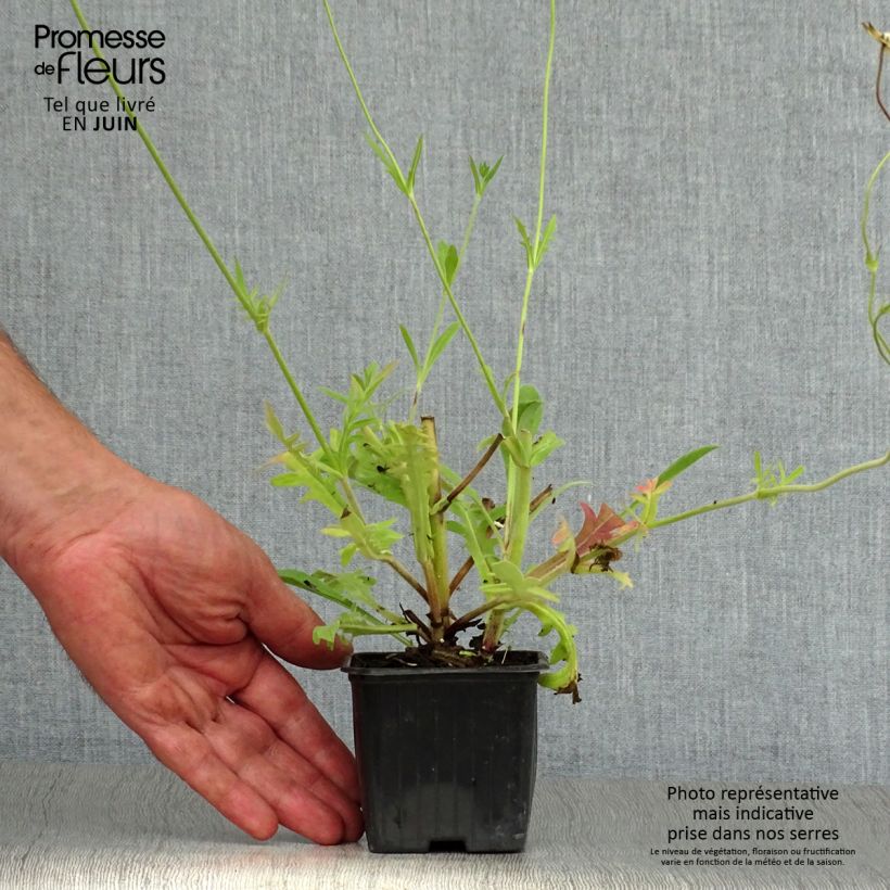 Exemplaar van Knautia macedonica - Beemdkroon Kweekpotje van 7/8 cm zoals geleverd in de zomer