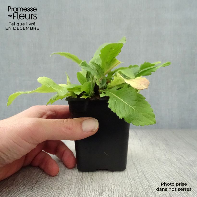 Example of Knautia macedonica - Petite Scabieuse Kweekpotje van 7/8 cm as you get in hiver