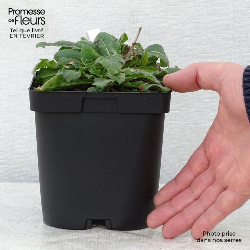 Example of Knautia macedonica - Petite Scabieuse Pot van 2 l/3 l as you get in hiver