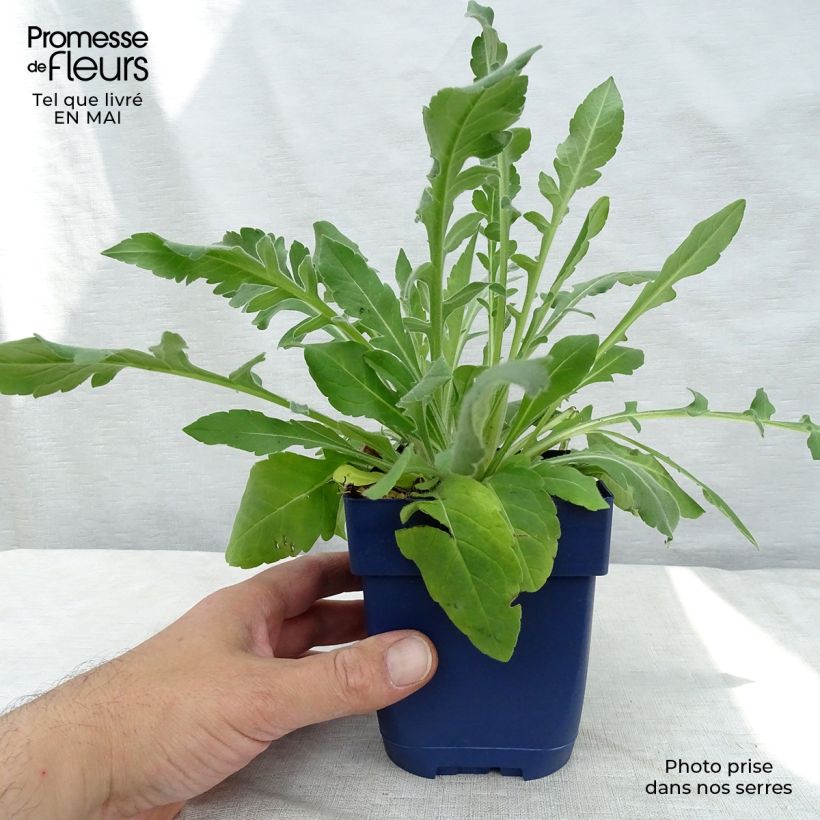 Exemplaar van Knautia macedonica - Beemdkroon Kweekpotje van 7/8 cm zoals geleverd in de lente