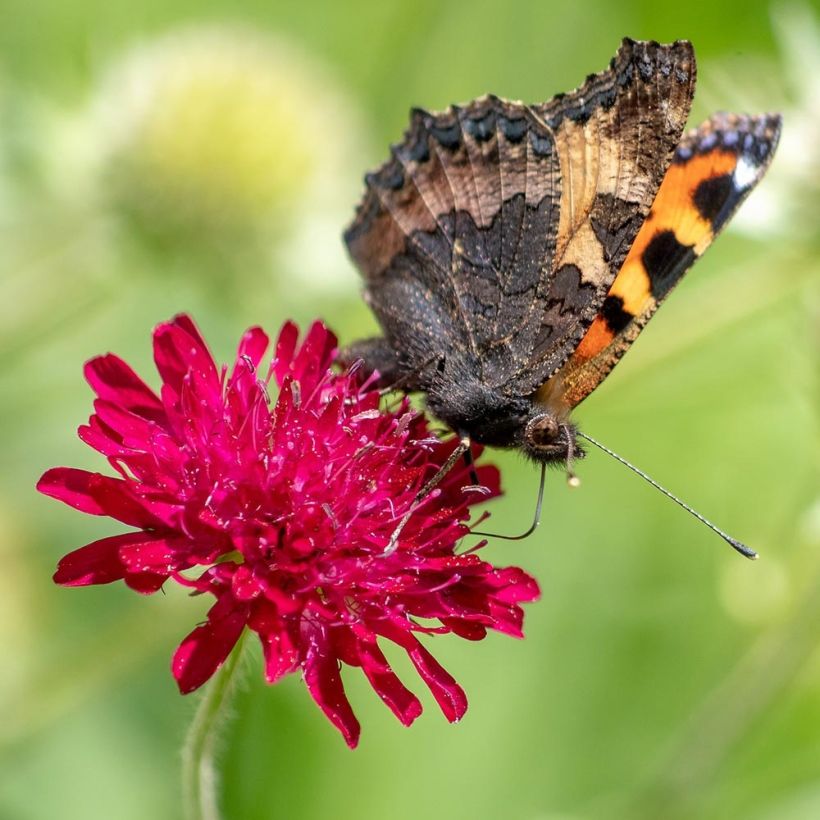 Knautia macedonica Red Knight - Beemdkroon (Flowering)