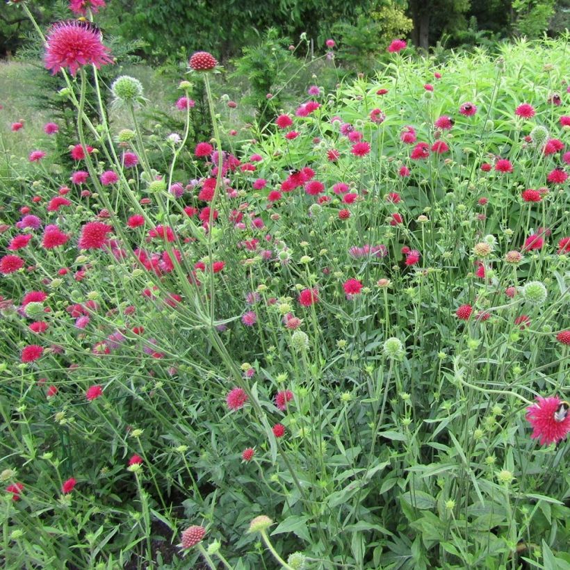 Knautia macedonica Red Knight - Beemdkroon (Plant habit)