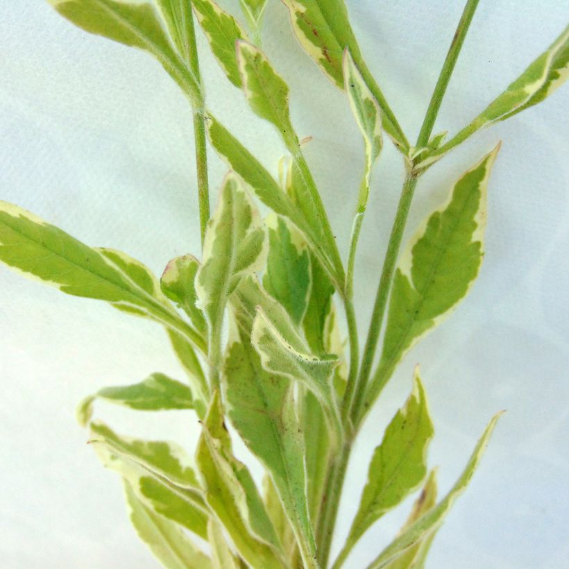 Knautia macedonica Thunder and Lightning - Beemdkroon (Foliage)