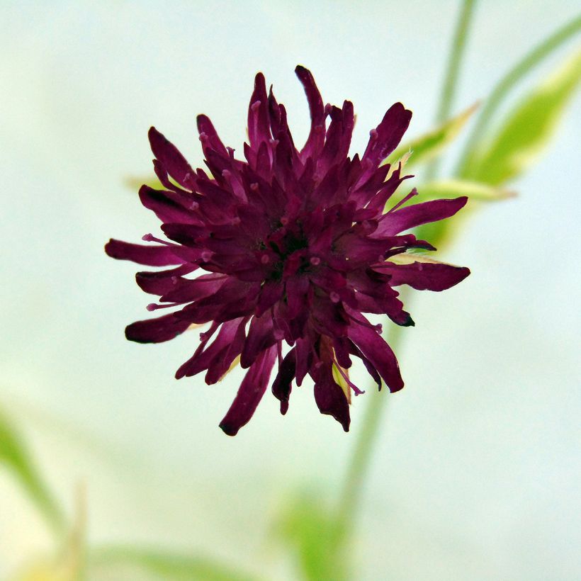 Knautia macedonica Thunder and Lightning - Beemdkroon (Flowering)