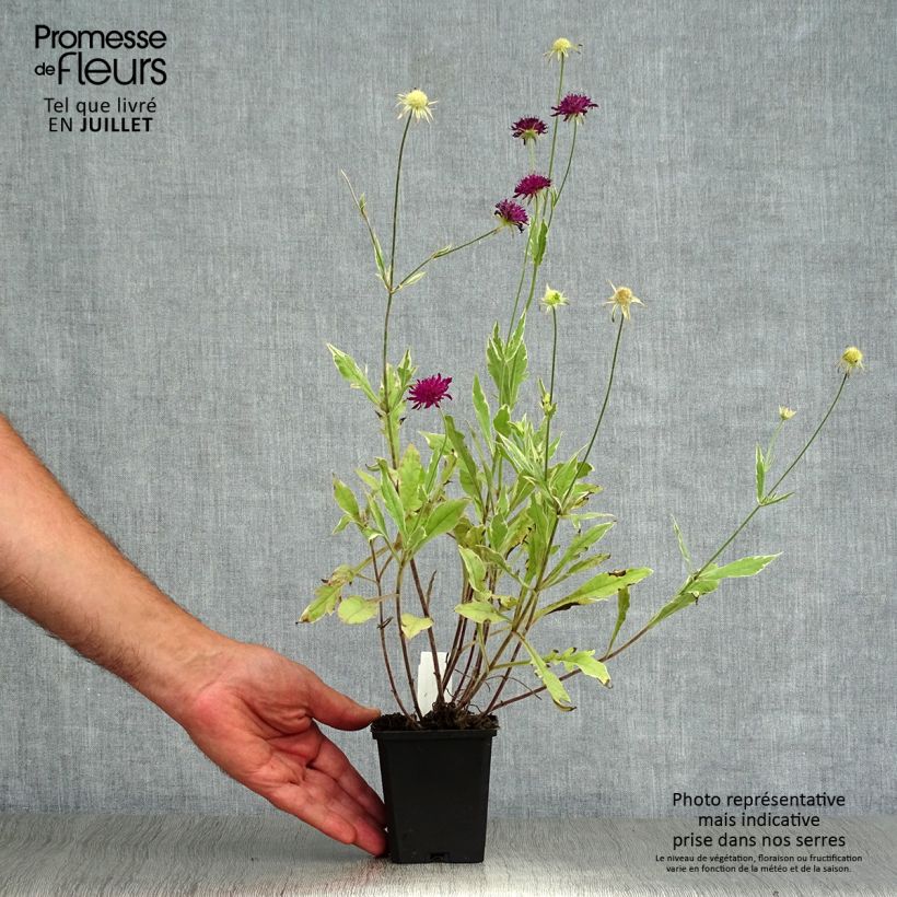 Exemplaar van Knautia macedonica Thunder and Lightning - Beemdkroon Kweekpotje van 8/9 cm zoals geleverd in de zomer