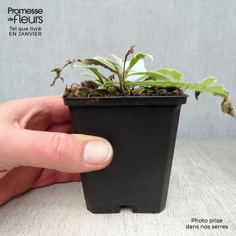 Example of Knautia macedonica Thunder and Lightning Kweekpotje van 8/9 cm as you get in hiver