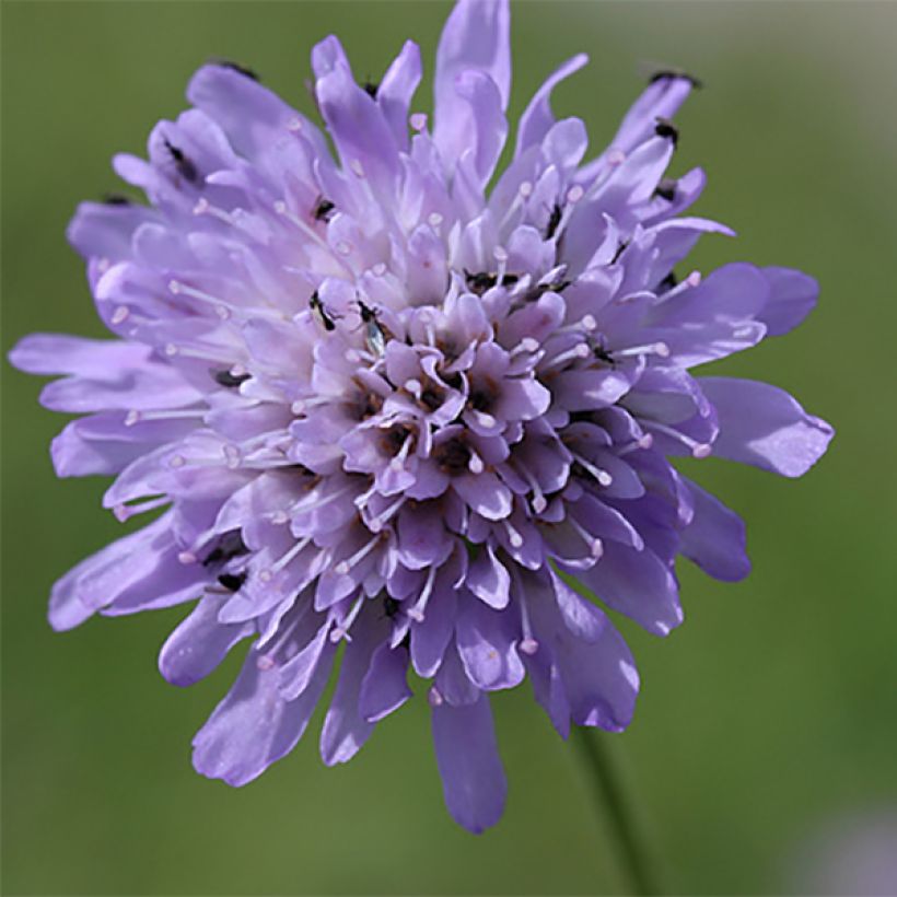 Knautia arvensis - Beemdkroon (Bloei)