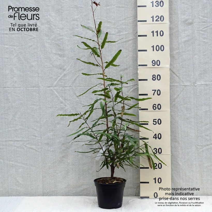 Exemplaar van Knightia excelsa - Rewarewa Pot van 3 l/4 l zoals geleverd in de herfst