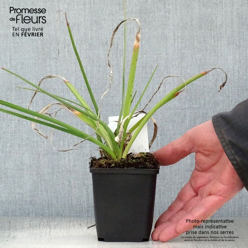 Example of Kniphofia Alcazar - Tritoma Alcazar Kweekpotje van 8/9 cm as you get in hiver