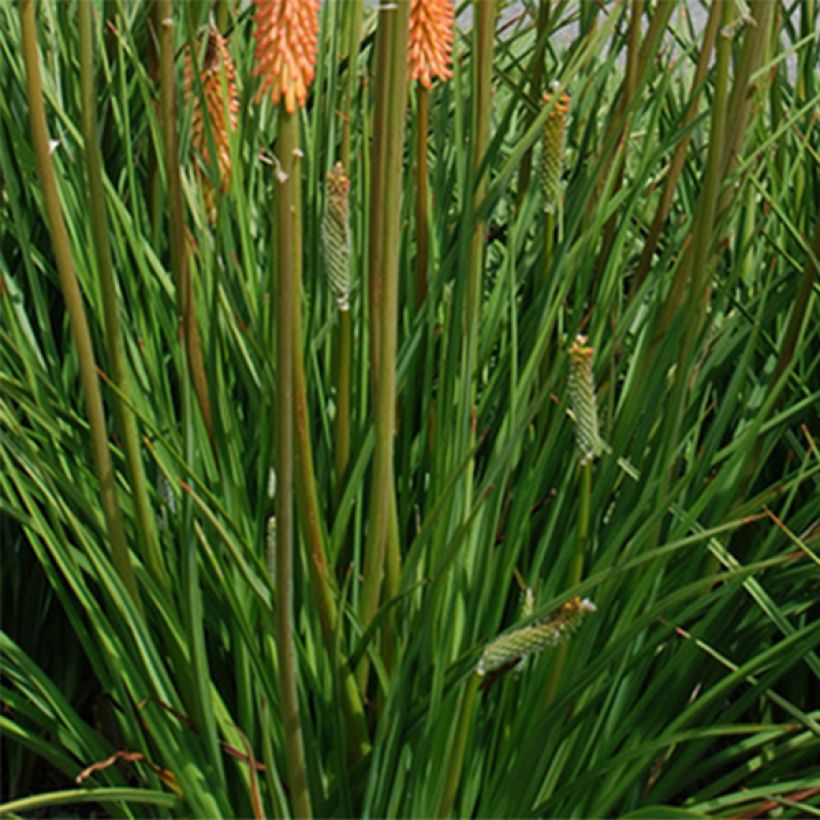 Kniphofia Cobra - Vuurpijl (Blad)