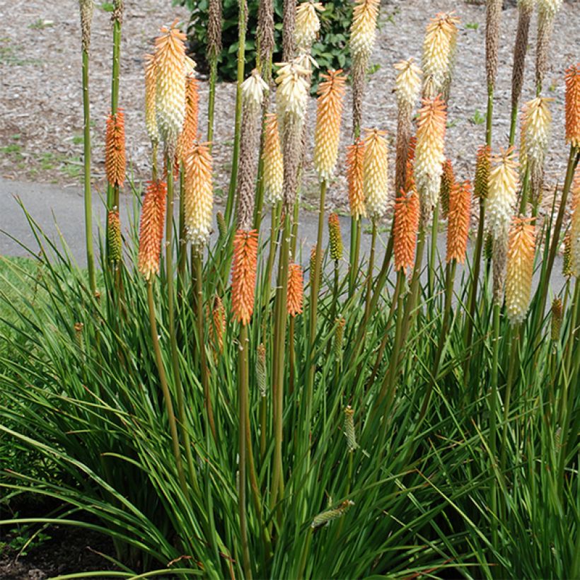 Kniphofia Cobra - Vuurpijl (Bloei)