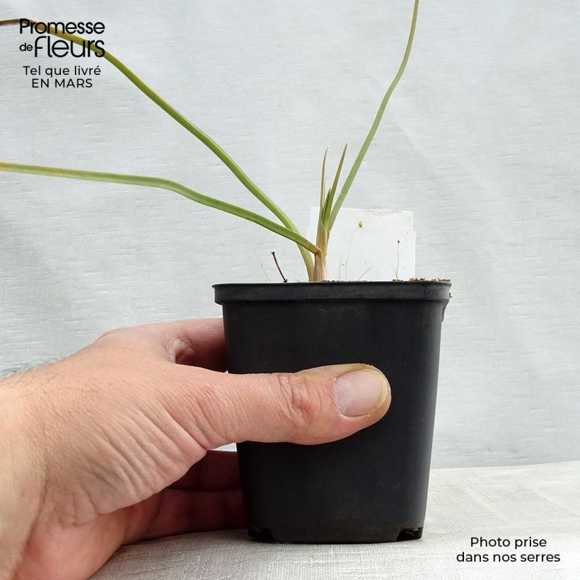 Exemplaar van Kniphofia Dorset Sentry - Vuurpijl Kweekpotje van 8/9 cm zoals geleverd in de lente