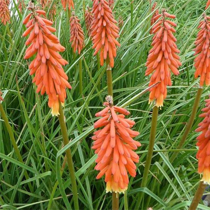 Kniphofia Elvira - Vuurpijl (Bloei)
