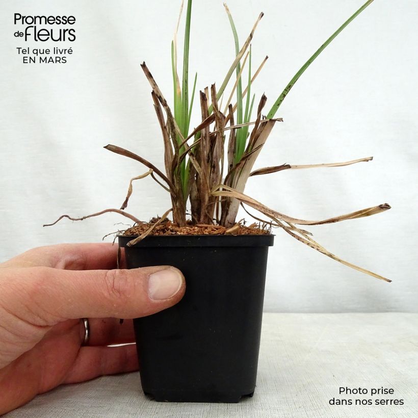 Exemplaar van Kniphofia Elvira - Vuurpijl Kweekpotje van 8/9 cm zoals geleverd in de lente