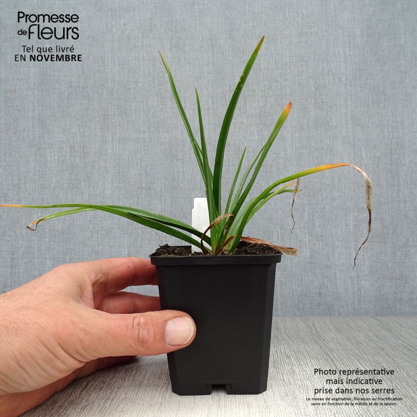 Exemplaar van Kniphofia Flamenco - Vuurpijl Kweekpotje van 8/9 cm zoals geleverd in de herfst