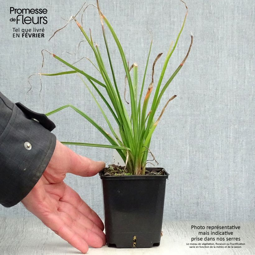 Example of Kniphofia Flamenco Kweekpotje van 8/9 cm as you get in hiver