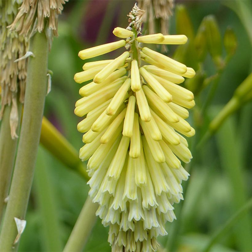 Kniphofia Green Jade - Vuurpijl (Flowering)