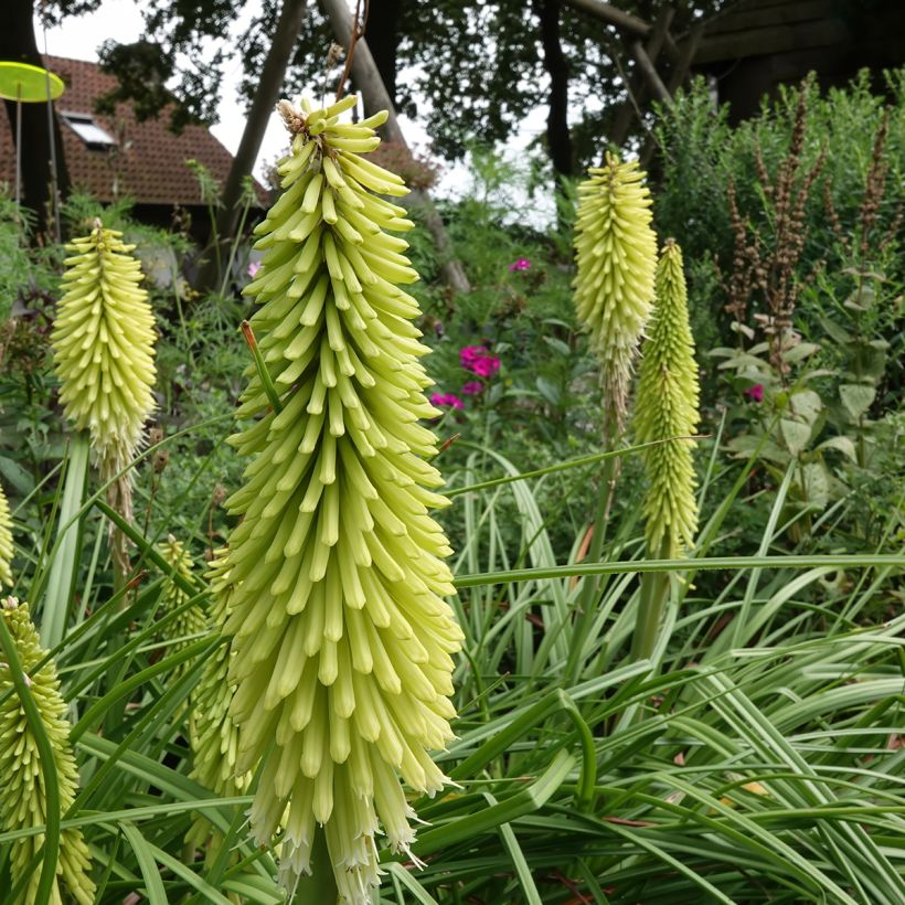Kniphofia Green Jade - Vuurpijl (Groeiplaats)