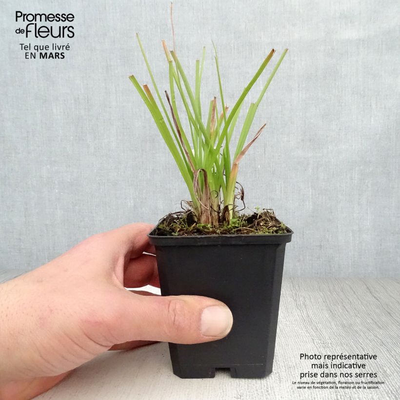 Exemplaar van Kniphofia Ice Queen - Vuurpijl Kweekpotje van 8/9 cm zoals geleverd in de lente