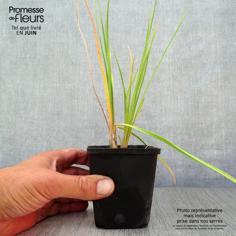 Exemplaar van Kniphofia Little Maid - Vuurpijl Kweekpotje van 8/9 cm zoals geleverd in de zomer