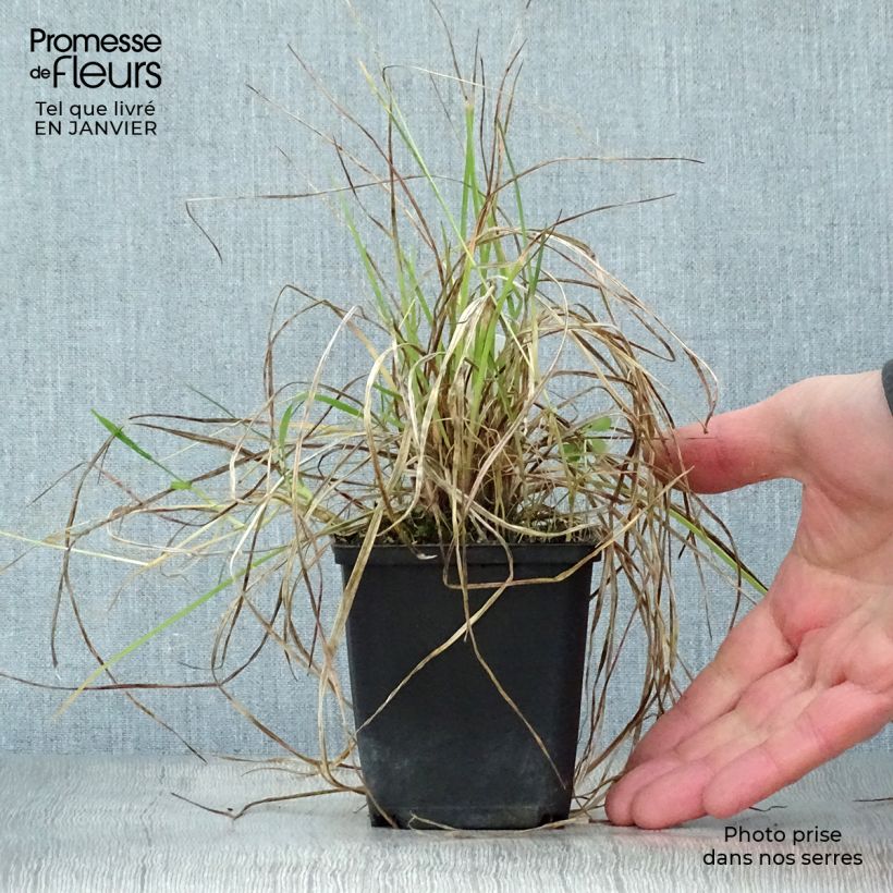 Example of Kniphofia Little Maid - Tison de satan Little Maid Kweekpotje van 8/9 cm as you get in hiver