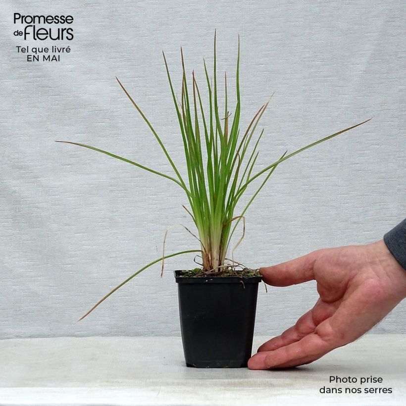 Exemplaar van Kniphofia Little Maid - Vuurpijl Kweekpotje van 8/9 cm zoals geleverd in de lente