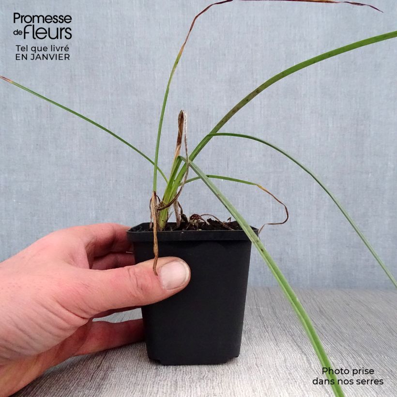 Exemplaar van Kniphofia Minister Verschuur - Vuurpijl Kweekpotje van 8/9 cm zoals geleverd in de winter